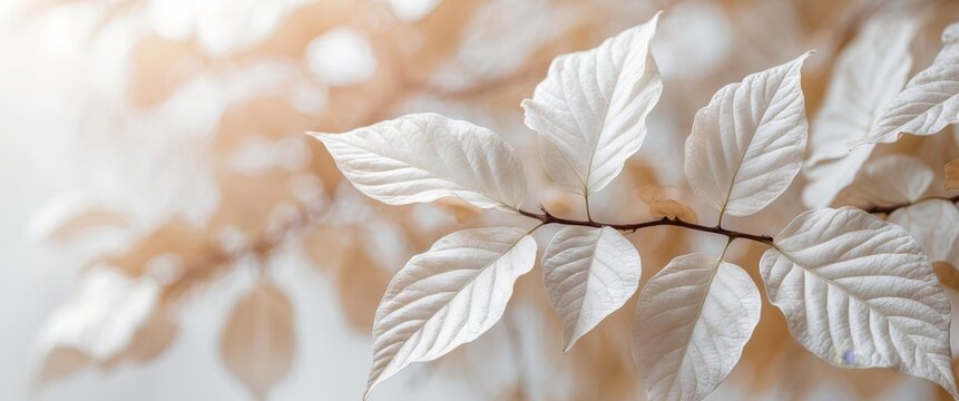 Texture leaves closeup background plant abstract autumn white foliage nature fall