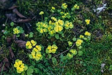 Chrysosplenium alternifolium blooms in the wild in spring