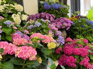 Fototapety na wymiar - Fototapeta24.pl