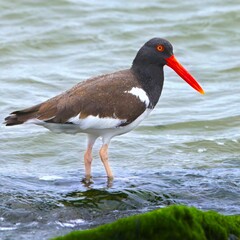 American oystercatcher standing on a rocky shore with vibrant red bill searching for oysters
