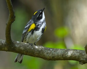 Yellow-rumped warbler perched on a branch in a serene forest setting, with its vibrant plumage.