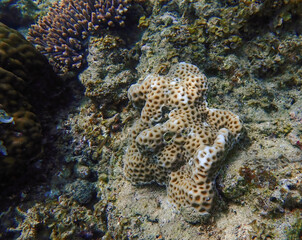 Close-up underwater scene of brown and white hard coral reefs, surrounded by dead coral reefs and vibrant red living corals, showcasing marine biodiversity