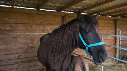 Black horse wearing a blue halter inside a wooden stable - Powered by Adobe