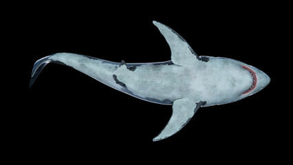 3d rendering of a great white shark swimming underwater bottom view Megalodon is the Most predator shark in the ocean.