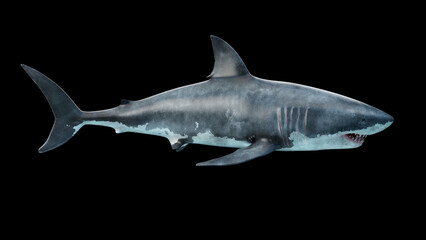 3d rendering of a great white shark swimming underwater side view Megalodon is the Most predator shark in the ocean.
