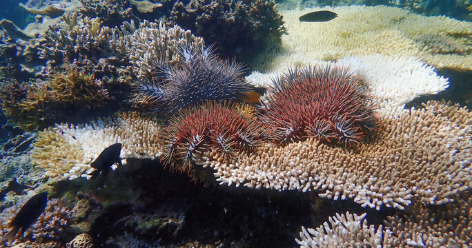 Close-up of a group of Crown-of-Thorns starfish (Acanthaster planci) with red and blue spines on branching coral, surrounded by healthy and bleached coral - Powered by Adobe
