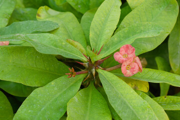 Close up of beautiful pink Euphorbia milii, the crown of thorns, called Corona de Cristo. Crown of thorn flower. Pink Euphorbia milii flower in the garden, Blooming Euphorbia milii, bunch flowers shot