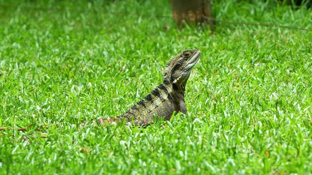 Close up shot of a wild Australian Water Dragon (Intellagama lesueurii) basks on a lush green lawn, bathed in warm, golden sunlight.