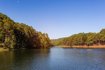 landscape of a river and a pine forest growing naturally in a beautiful national park