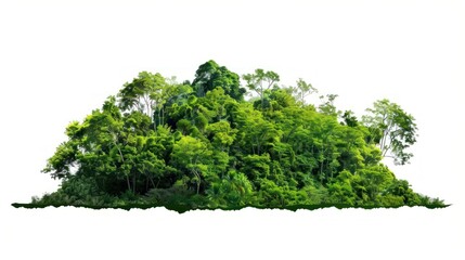 Obraz premium Lush green forest landscape