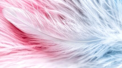 Pink and blue feathers close-up, soft texture background