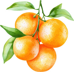 Juicy Watercolor Oranges on Branch Fresh Citrus Fruit Cluster Ripe Healthy Vitamin C Food Illustration