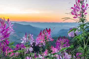 Close-up of beautiful cleome flower blooming against a backdrop of trees, mountains and fog at sunrise in Northern Thailand.