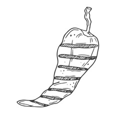 Hand-drawn vector sketch of half grilled bell pepper. Vintage illustration. Decorations for the menu of cafes and labels. Engraved image.