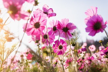 Beautiful field of pink cosmos flowers in full bloom in a warm summer morning sunrise in the countryside