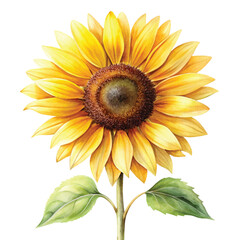 Obraz premium sunflower Flower Petals Clipart Watercolor