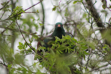 Kererū
