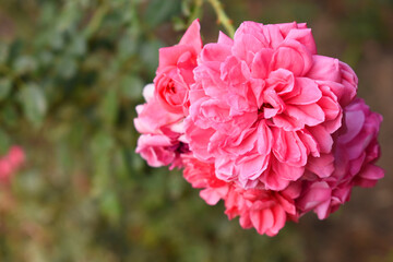 Beautiful pink rose flower closeup in garden, A very beautiful pink rose flower bloomed on the rose tree, Rose flower closeup, bloom flowers, Natural spring flower, Natural floral background, 