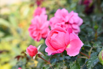 Beautiful pink rose flower closeup in garden, A very beautiful pink rose flower bloomed on the rose tree, Rose flower closeup, bloom flowers, Natural spring flower, Natural floral background, 