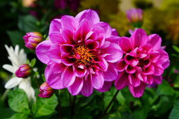 Pink dahlia flower in bloom growing in the garden