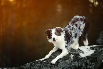 Beautiful and clever Border Collie dog lady