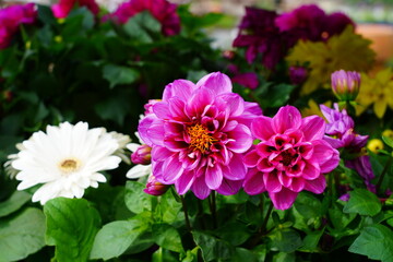 Fototapeta premium Pink dahlia flower in bloom growing in the garden