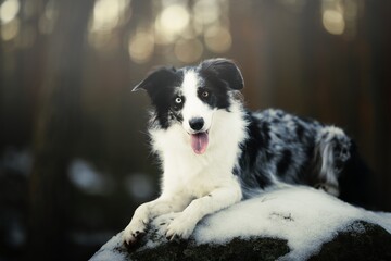 Beautiful and clever Border Collie dog lady