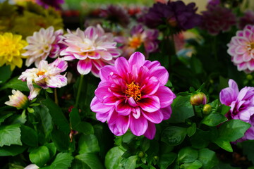 Obraz premium Pink dahlia flower in bloom growing in the garden