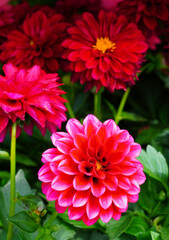 Pink dahlia flower in bloom growing in the garden