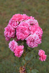 Beautiful pink rose flower closeup in garden, A very beautiful pink rose flower bloomed on the rose tree, Rose flower closeup, bloom flowers, Natural spring flower, Natural floral background, 