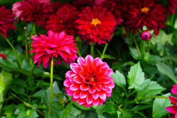 Pink dahlia flower in bloom growing in the garden