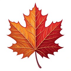 Fototapeta premium Autumn Maple Leaf Half Orange, Half Red Illustration, Vector Graphic, Fall Foliage, Nature Autumn, Maple leaf