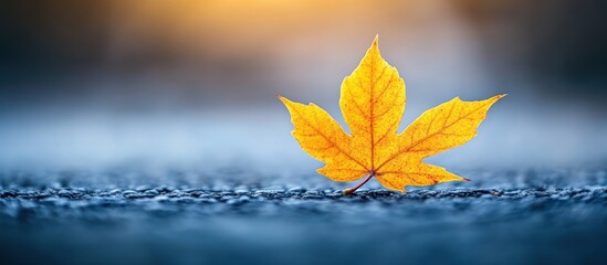 Obraz premium Single yellow maple leaf on textured ground.