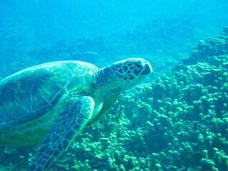 Obraz premium Green sea turtle