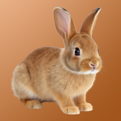 Obraz premium Rodent animal mammal rabbit