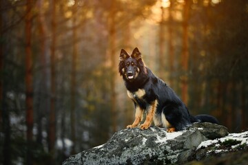 Chodsky dog, Czech national breed