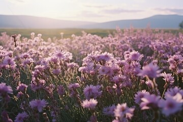 Obraz premium Blooming blossoming flowering field landscape grassland