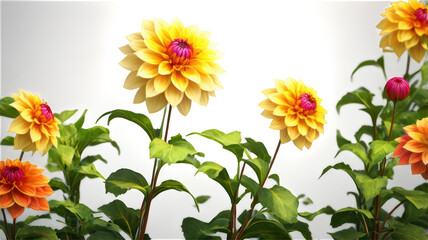 Fototapeta premium Dahlia flowers