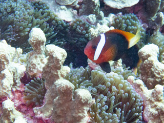 Dusky anemonefish