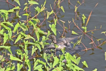 Rock dove or Rock pigeon (Columba livia) float on the water