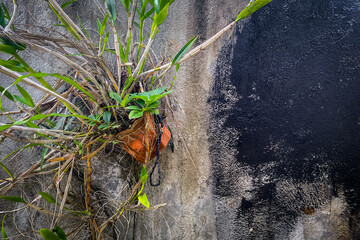 plants growing along the walls