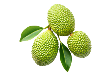 Marang fruit with textured skin and green leaves, isolated on white transparent background. Concept of tropical fruits.