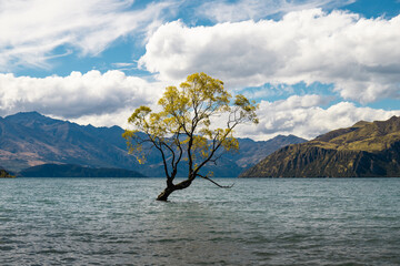 Wanaka tree on the lakefront of Wanaka Lake as seen during a beautiful summer day with white clouds in the background (Wanaka, South Island, New Zealand)