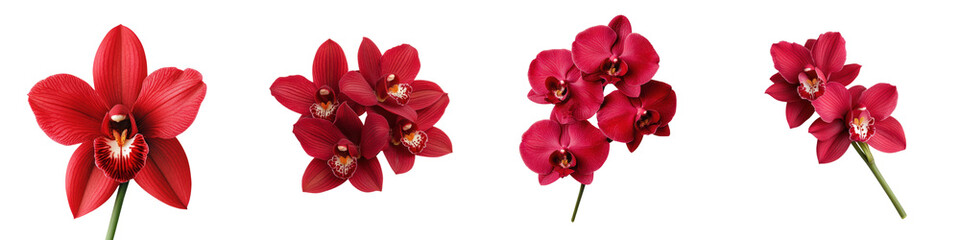 Obraz na płótnie Canvas Breathtaking close up of lush vibrant red orchid flowers blooming in a beautiful botanical garden The delicate petals and stems create a serene elegant and natural display of floral beauty