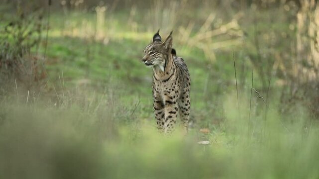 Young male Iberian Lynx in a Mediterranean forest with the first light of a cold winter day