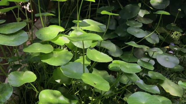 Centella asiatica. 4k video footage
