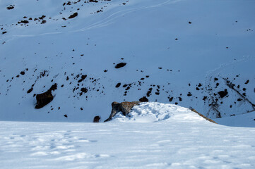 Snowy mountain slope with scattered rocks and clear sky