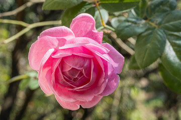 Closeup view of delicate blooming pink rose with foliage  outdoors in garden