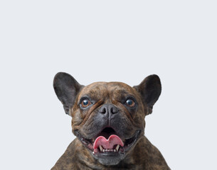 Close-up portrait of a French Bulldog