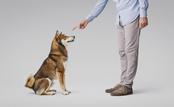 Pet owner scolding his dog